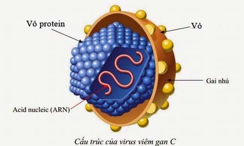 Virus viêm gan C sống được bao lâu ngoài môi trường?